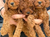 Poodle Orjinal Köpeğimiz