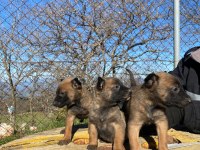 A Kalitede Belçika Kurdu Malinois