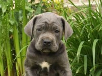 A scrli anne babadan cane corso yavrular kapıda ödeme