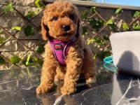 Pamuk gibi toy poodle yavrularım