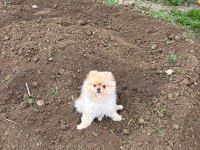 3 yaşında full evcil eğitimli ayı surat pomeranian