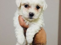 Güzel Mi Güzel Maltipoo