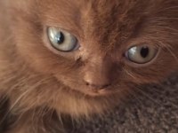 Scottish fold yavrularıma yeni yuva