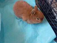 Hollanda Teddy Lop tavşan yavruları