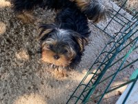Tea Cup Yorkshire Terrier