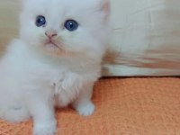 Erkek kedimiz sahibini arıyor