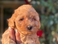 Maltipoo yavru