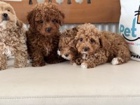 Petmode Köpek Çiftliğinde Ziyarete Açık Kore Maltipoo