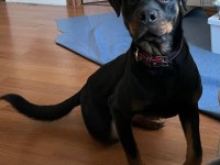 Sirius isimli rottweiler kızımızı sahiplendiriyoruz