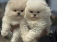 Yarışma düzeyinde sçr li pomeranian petmode den