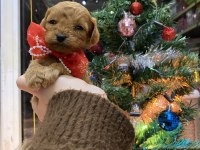 Yılbaşı çiçeklerimiz toy poodle bebekler