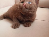 Safkan british shorthair cinnamon ve fawn