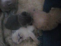 Scottish fold yavru Antalya yeni
