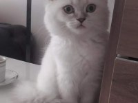 British Longhair