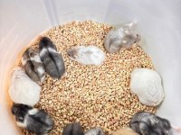 Özel Renk Gonzales Hamster