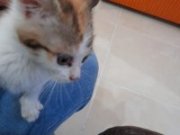Sevimli kedi yavrusu