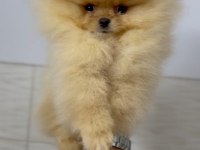 Taş gibi pomeranian boo bebeeeek