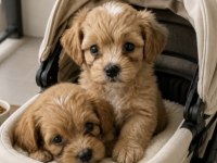 Maltipoo yavrular