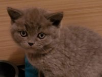 Top Kafa Ayıcık Surat British Shorthair