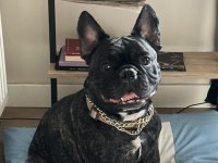 Evcil Oyuncu Sahiplenici Bulldog dostumuza Acil yuva