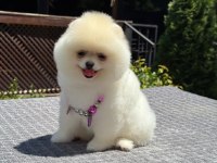 Ayıcık Surat Pomeranian Boo Bebekler