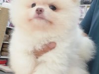 TEDDY POMERANİAN BOO