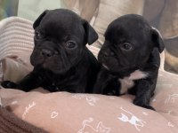 Irk ve sağlık garantili french bulldog bebekler