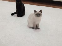 1 Tane British Shorthair 1 Tane British Longhair
