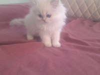 Orjinal british longhair erkek yavru iki aylık Antalya