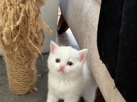 British shorthair kardeşler
