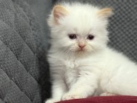 KAR TOPU İRAN KEDİLERİ