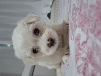 2 Aylık Sevimli Kartopu Maltipoo Oğlum