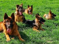Az insan bol huzur 1 köpek çok keyif alman kurdu
