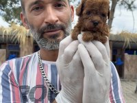 Kore Poodle Köpeği