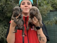 CANE CORSO KALİTE YAVRULAR AİLELERİNŞ BEKLİYOR