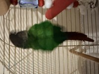 Green Cheek Conure (Yeşil Yanaklı Konur)