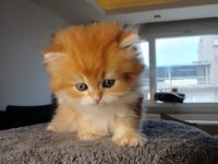 Show kalite full şecereli NY 12 british longhair