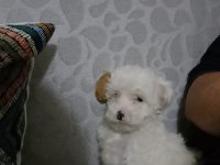 Maltipoo 3 aylık Yavru