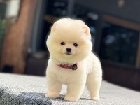 Sağlık ve ırk garantili Pomeranian