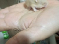 Gonzales hamster