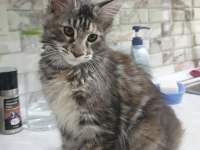 Show Kalitesinde Muhteşem Maine Coon Dişi