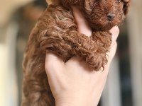 Safkan kore anne babadan toy poodle son dişi yavru