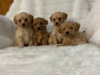 Safkan Irk Garantili F1 Maltipoo Yavrularımız