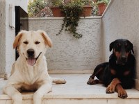 dişi köpek ile çiftleştirmek istiyoruz golden retriever