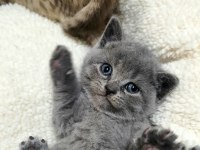 Erkek british longhair bebek