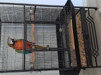 El besleme 11 aylık insan canlısı macaw