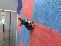 Safkan a kalite muhteşem genetik french bulldog yavruları