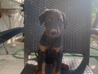 DOBERMAN YAVRULARIMIZ