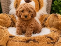 YASAL  KÖPEK ÇİFTLİĞİNDEN TOYPOODLE  YAVRULARIMIZ
