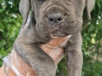 Irk ve sağlık garantili CANE CORSO yavrular